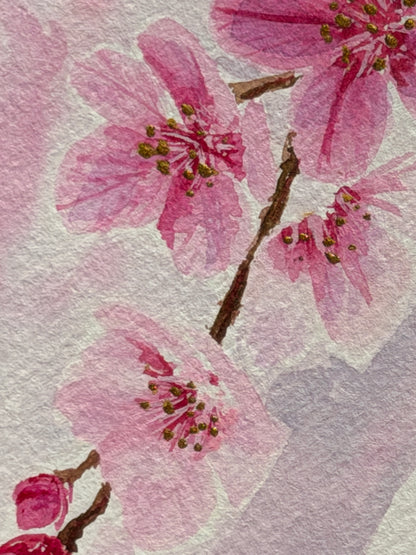 Cherry Blossoms