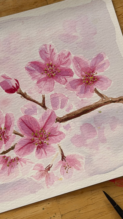 Cherry Blossoms
